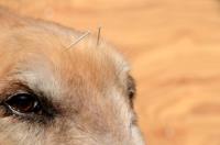 Dog Natural Treatment Skin Infection image 1